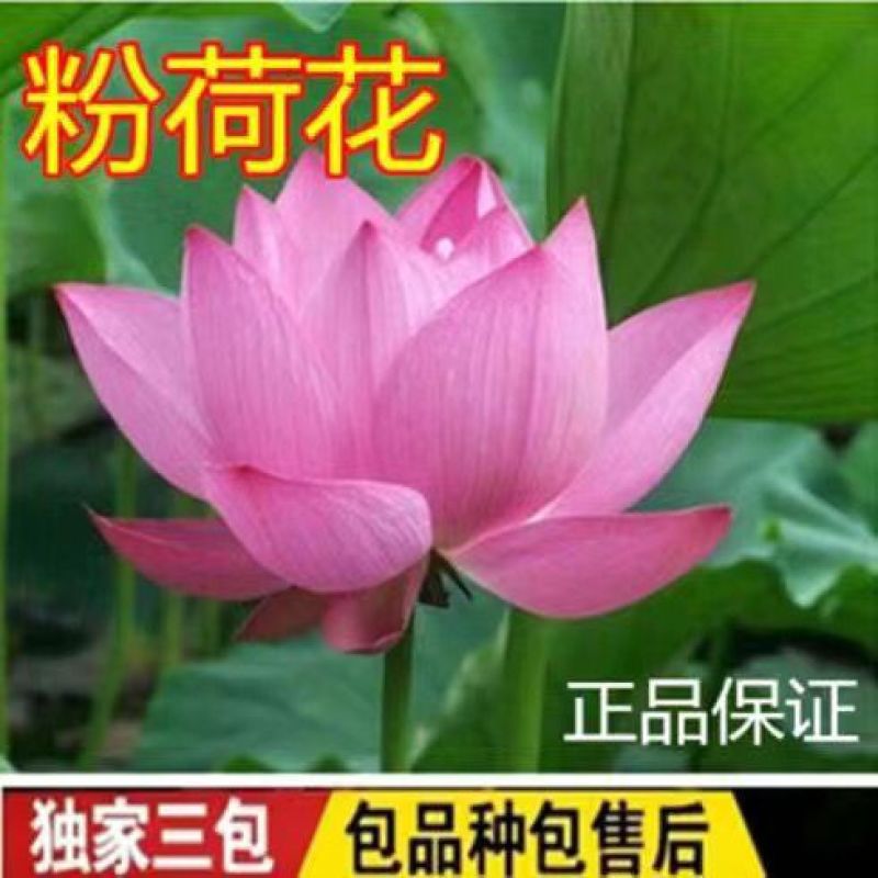 荷花苗品种保证盆栽水养大型苗根茎花盆载荷花观赏