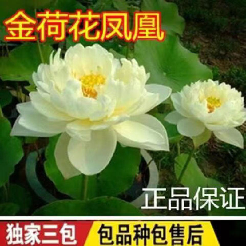 荷花苗品种保证盆栽水养大型苗根茎花盆载荷花观赏