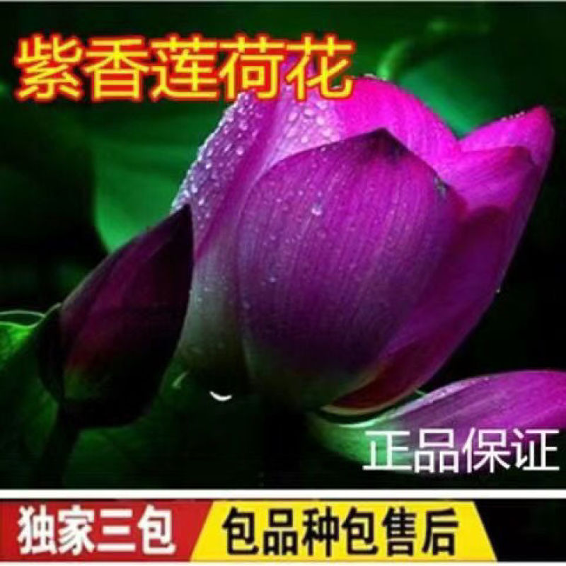 荷花苗品种保证盆栽水养大型苗根茎花盆载荷花观赏