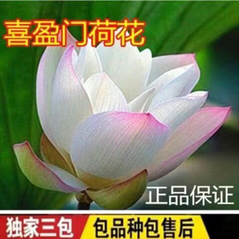 荷花苗品种保证盆栽水养大型苗根茎花盆载荷花观赏