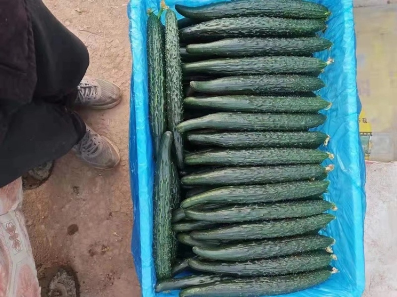 【密刺黄瓜】河南精品黄瓜大量上市产地直发质量保证对接商超