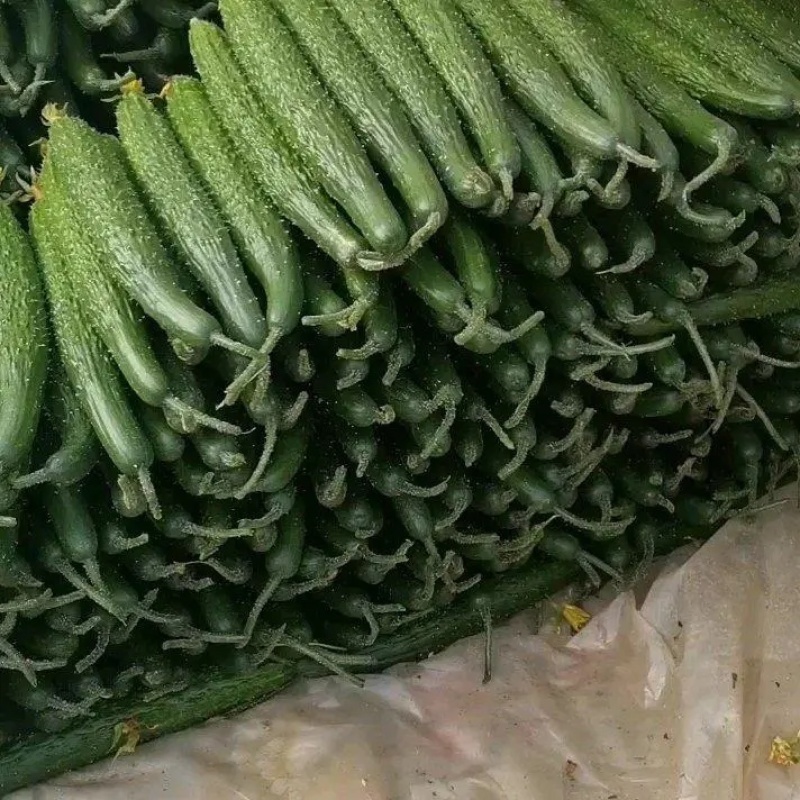 【密刺黄瓜】河南精品黄瓜大量上市产地直发质量保证对接商超