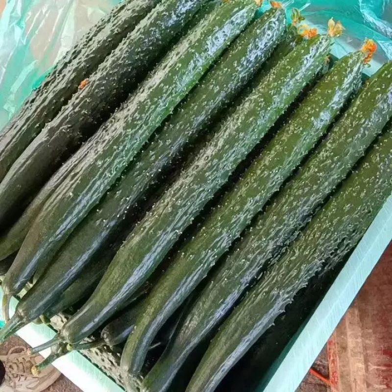 【密刺黄瓜】河南精品黄瓜大量上市产地直发质量保证对接商超