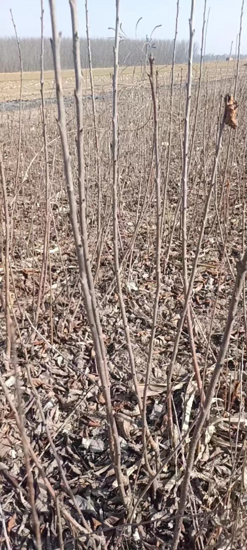 新成品嫁接樱桃苗，天地壹号，美大早