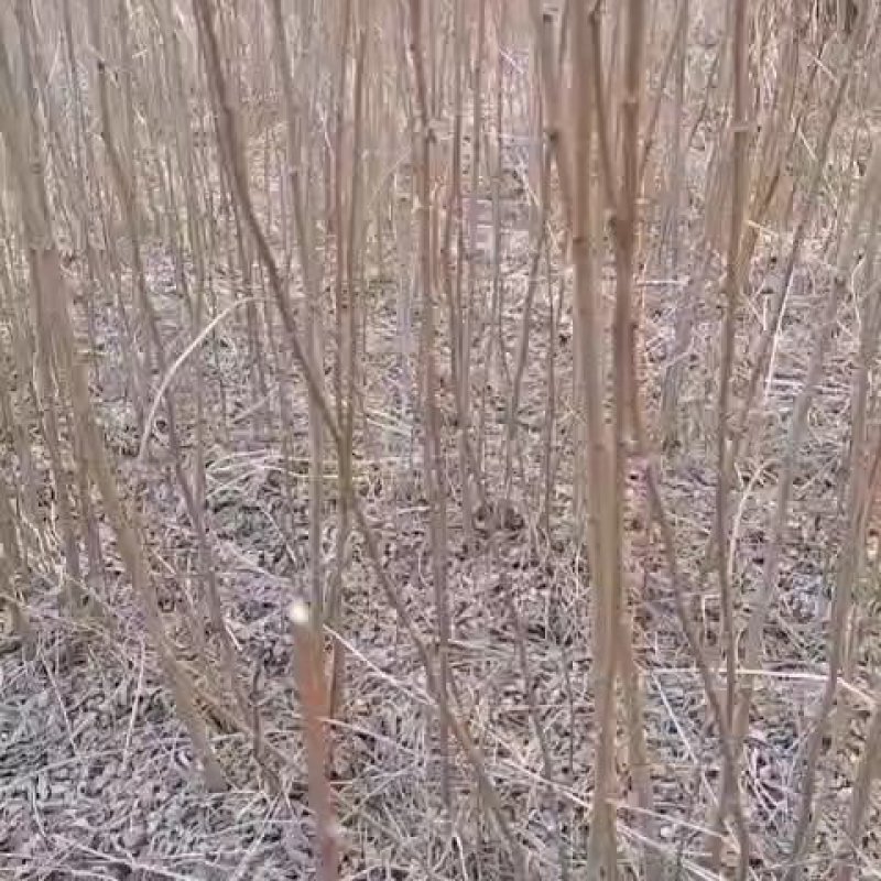 刺槐苗子