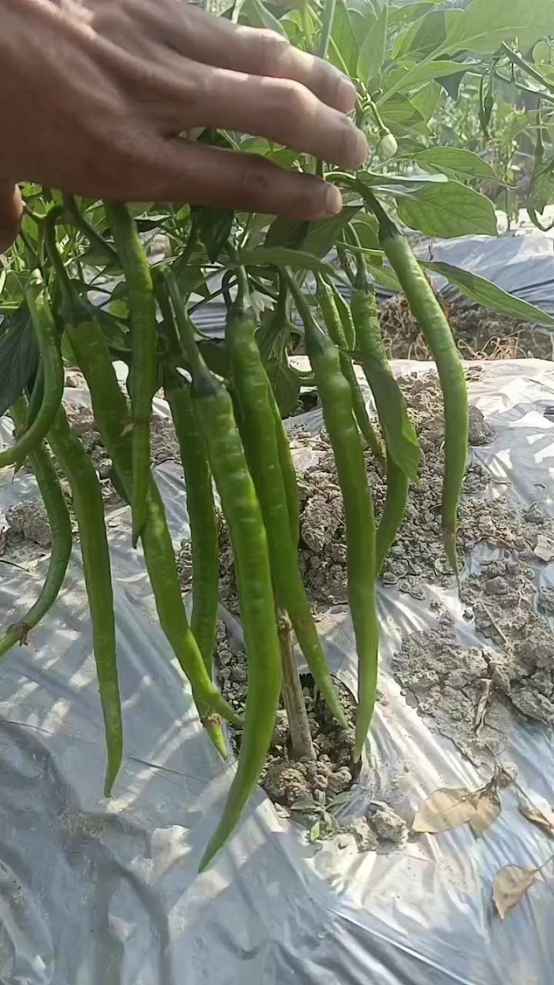 广西辣椒线椒大量上市2号杭椒，3号，8号线55号2荆条，螺线