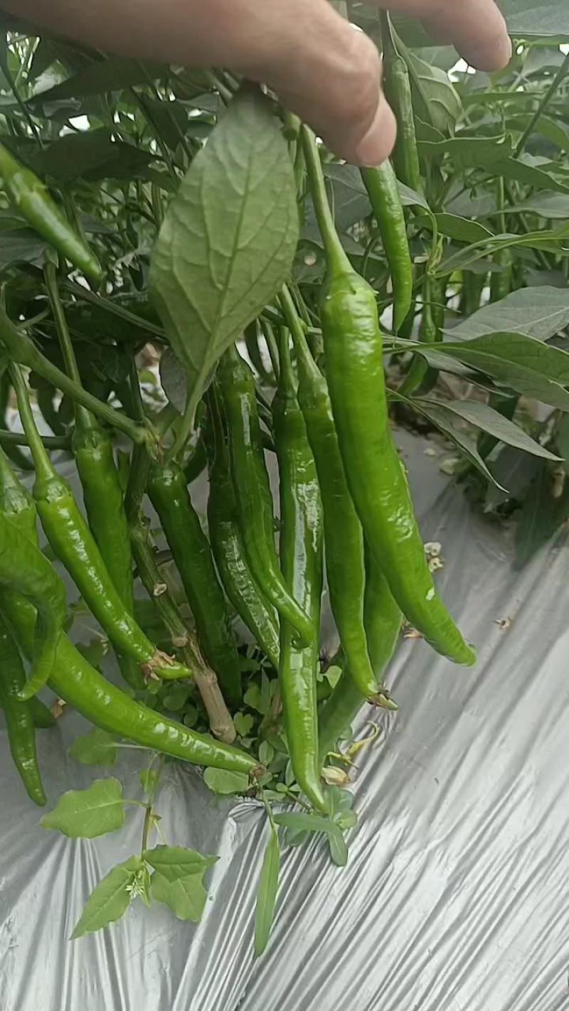 广西辣椒线椒大量上市2号杭椒，3号，8号线55号2荆条，螺线