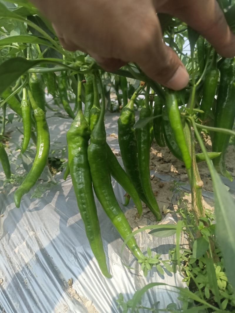 广西辣椒线椒大量上市2号杭椒，3号，8号线55号2荆条，螺线