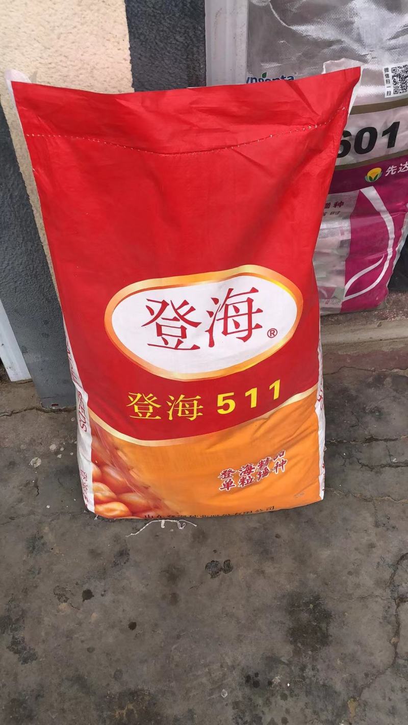 登海511.登海种业供种）：强抗倒、抗病、结实性好、适应