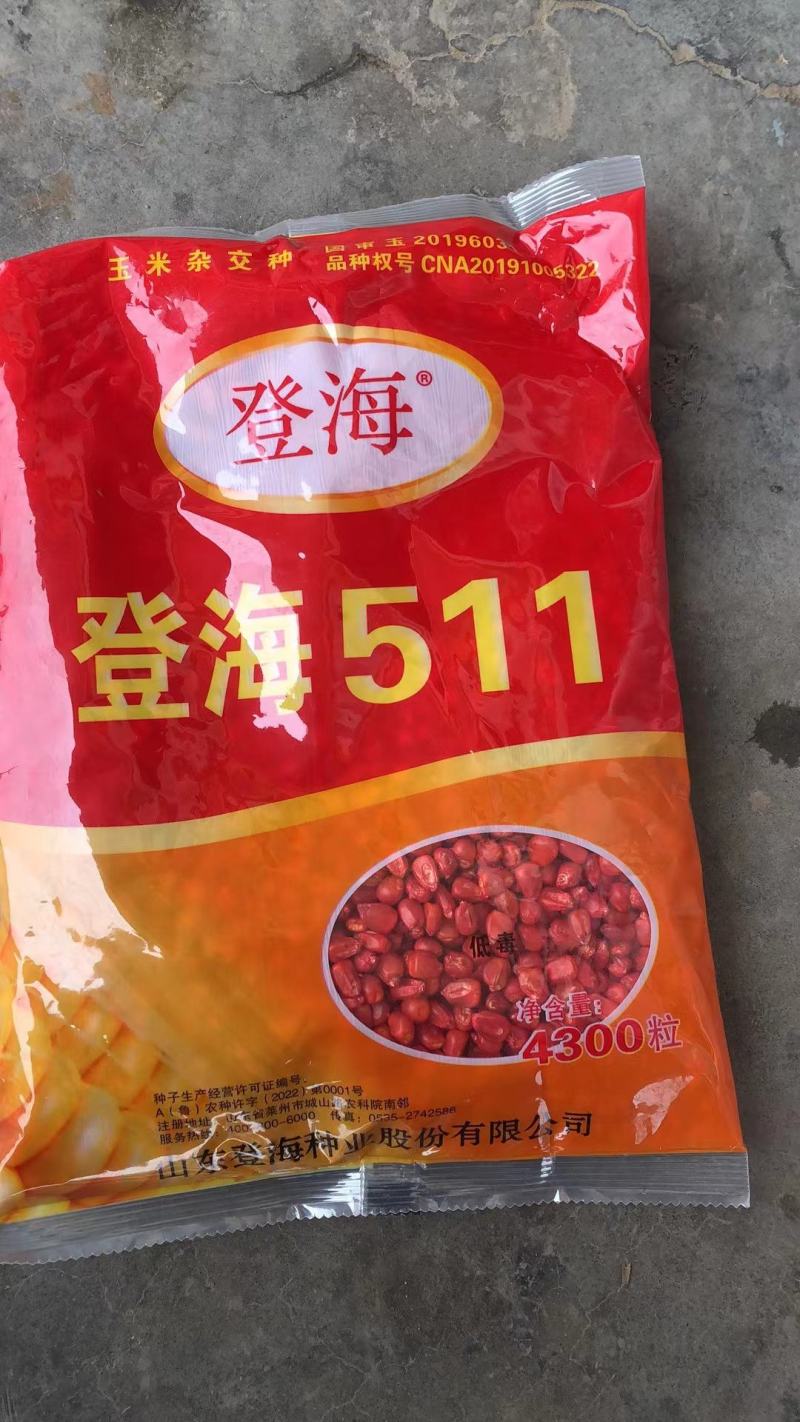 登海511.登海种业供种）：强抗倒、抗病、结实性好、适应