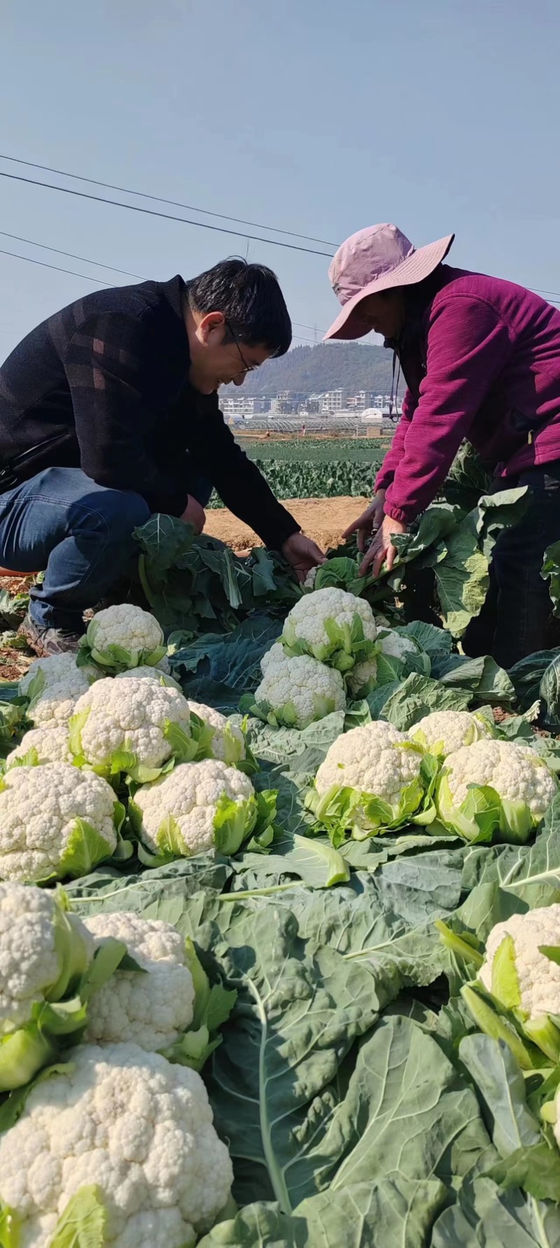 云有机菜花苗子精品货欢迎老板前来基地考察视频看货品质保证