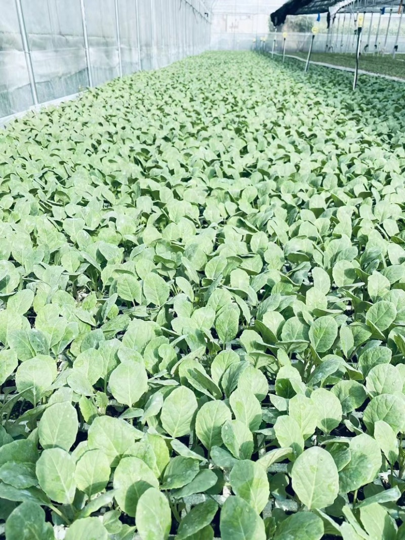 云有机菜花苗子精品货欢迎老板前来基地考察视频看货品质保证