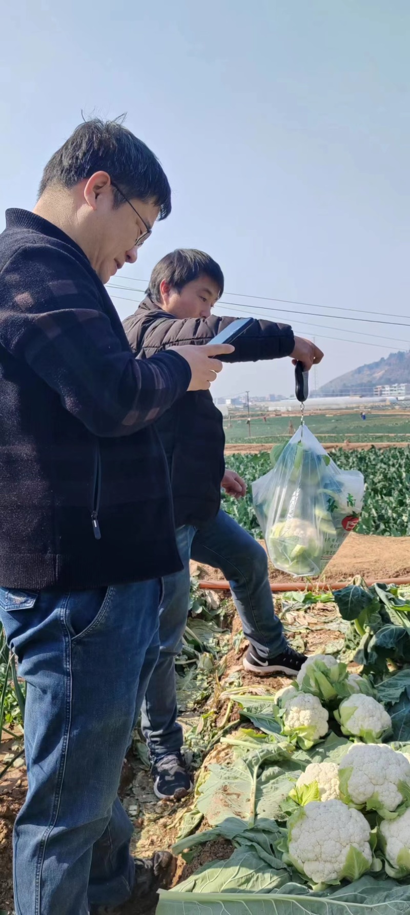 云有机菜花苗子精品货欢迎老板前来基地考察视频看货品质保证