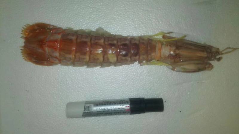 泰虾，泰国富贵蚊，皮皮虾，富贵虾，虾姑，避方塘炒，椒盐炒