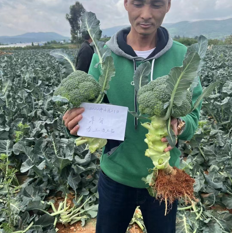 精品西兰花苗子基地直发易成活产量高品质保证欢迎选购实地