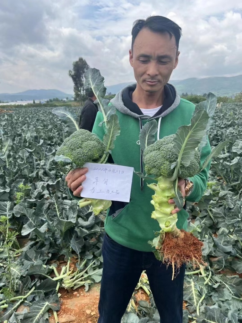 精品西兰花苗子基地直发易成活产量高品质保证欢迎选购实地