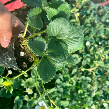 奶油草莓盆栽1.8元一盆