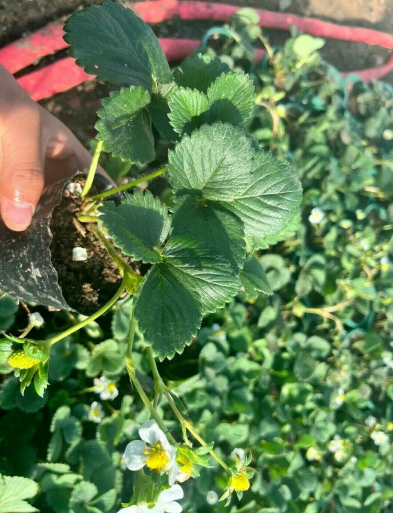 奶油草莓盆栽1.8元一盆