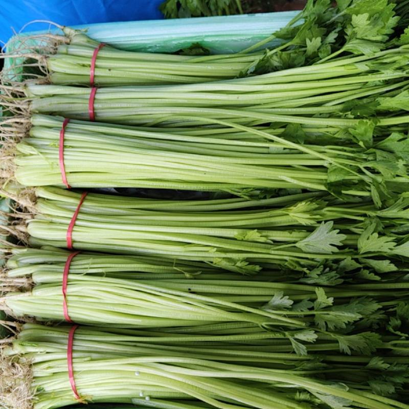 大量提供水芹毛芹香芹