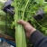 大量提供水芹毛芹香芹