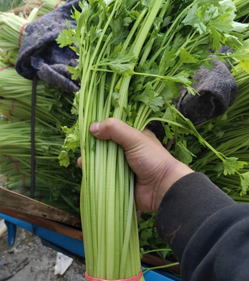 大量提供水芹毛芹香芹