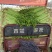 大量提供水芹毛芹香芹