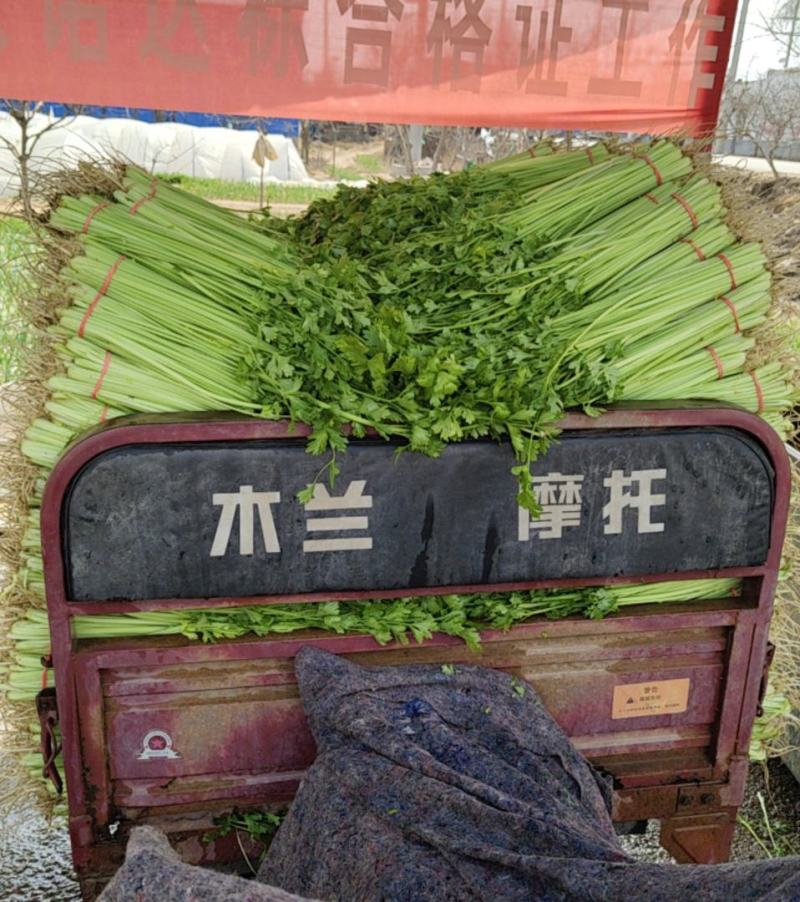 大量提供水芹毛芹香芹
