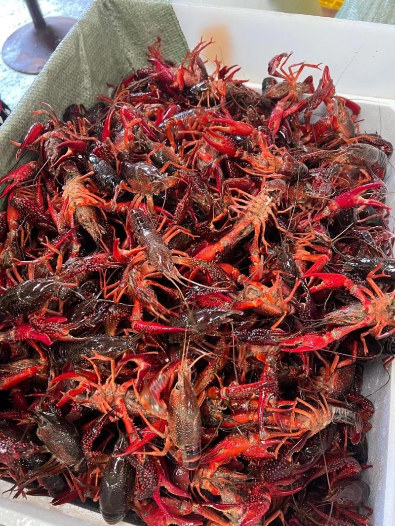 大青（湖北清水小龙虾，产地批发，一手货源）
