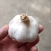 大蒜蒜薹