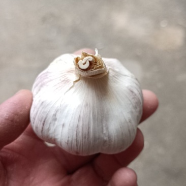 大蒜蒜薹