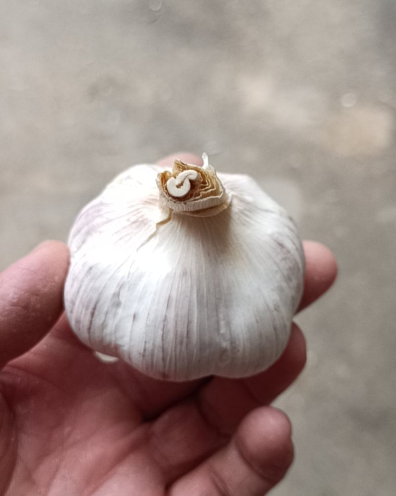 大蒜蒜薹