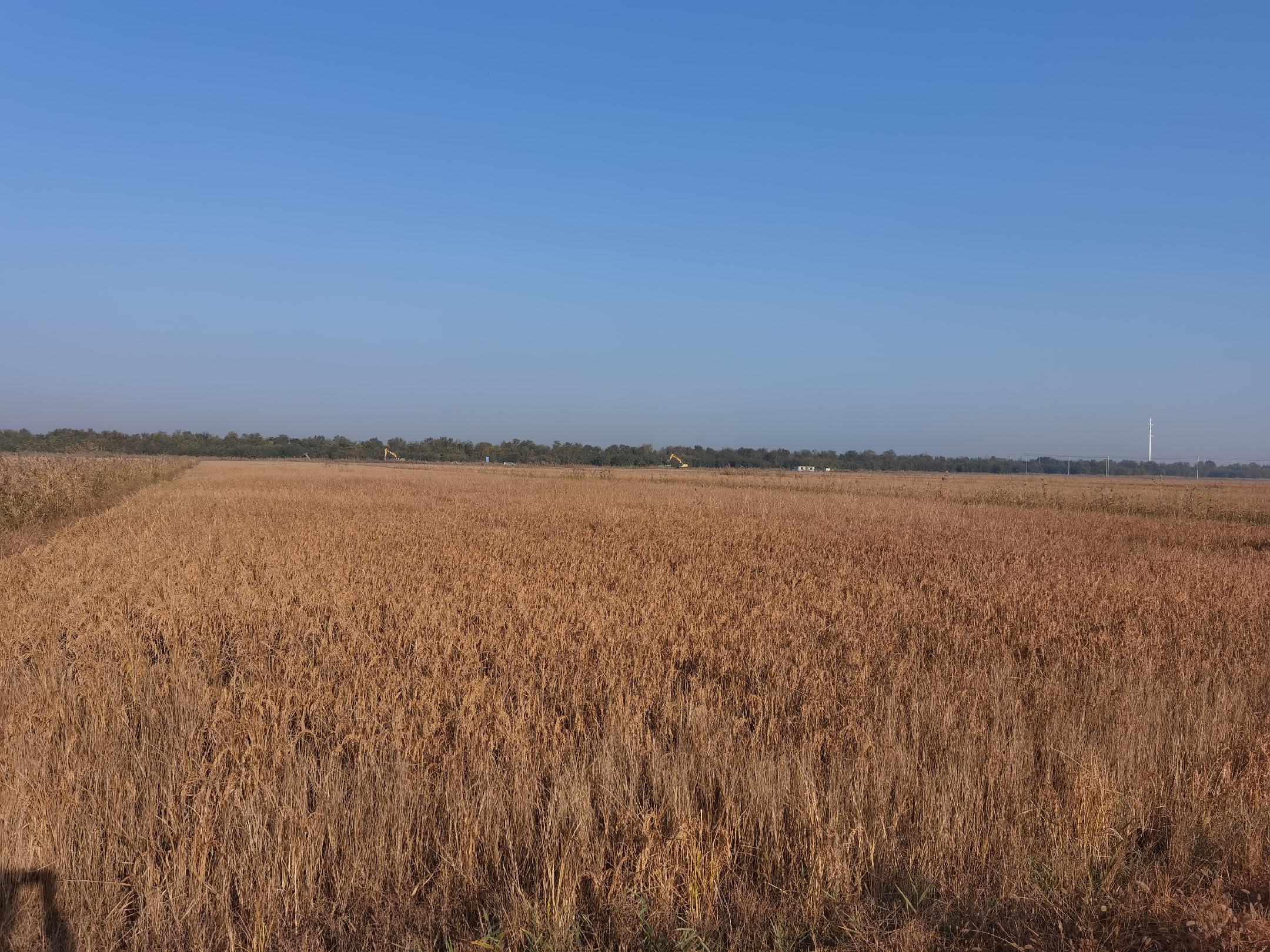 稻田中长势良好的长粒香稻谷,绿油油的稻叶映衬着蓝天白云,展现出生态农业的美丽画卷 长粒香大米田间生长实景