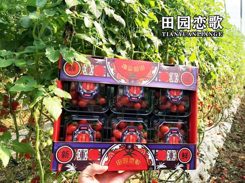 批发商超玲珑小番茄釜山88圣女果圣女果代发