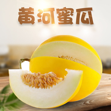 进口黄河蜜瓜西州蜜口感好甜度高对接大型市场商超实力供货