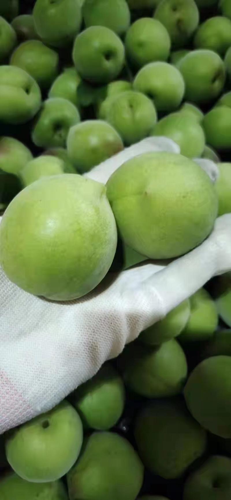 全国热销水果之一Z大青梅产地对接批发全国各地与零售