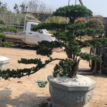金钻罗汉松