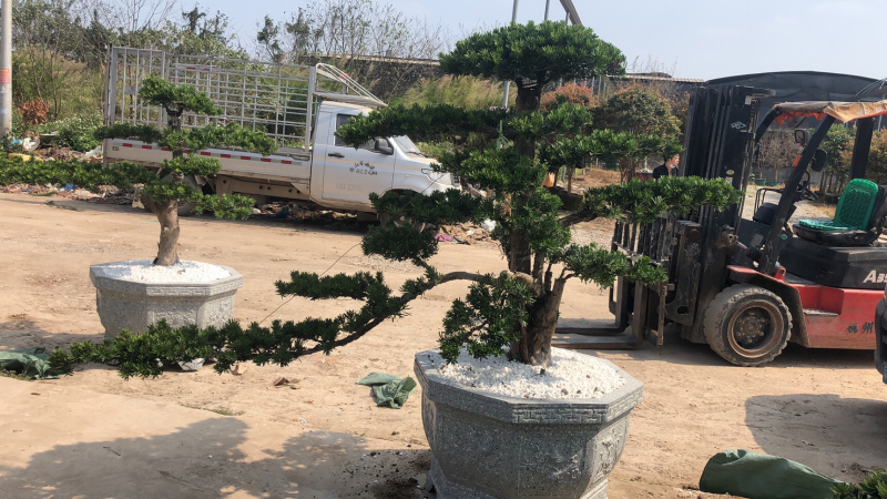 金钻罗汉松