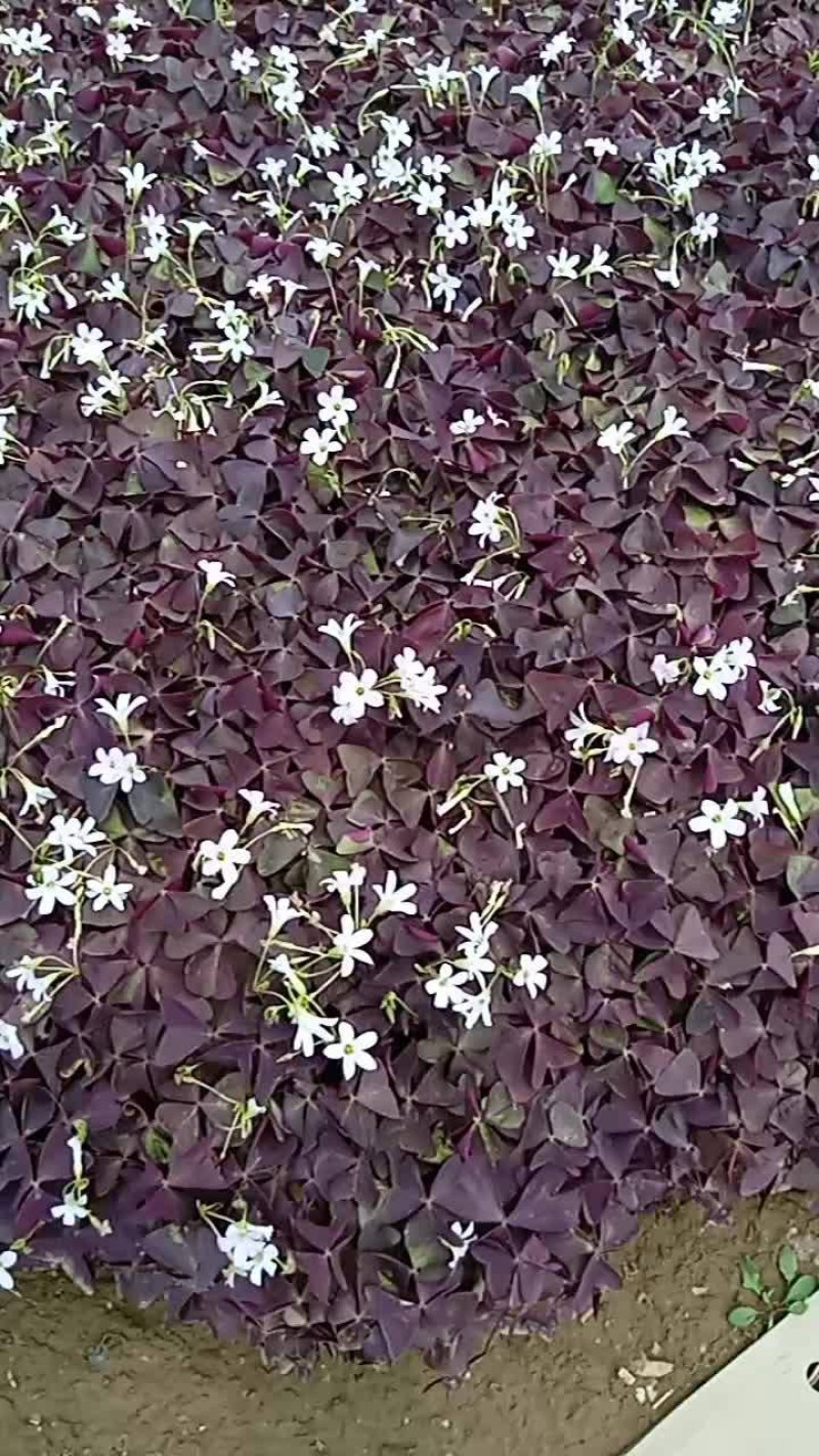 紫叶炸浆草裸根杯苗均有，易成活，无病虫害