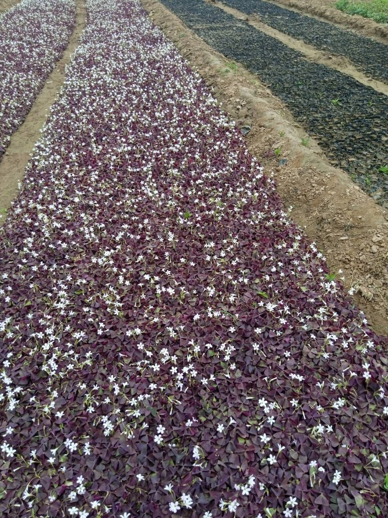 紫叶炸浆草裸根杯苗均有，易成活，无病虫害