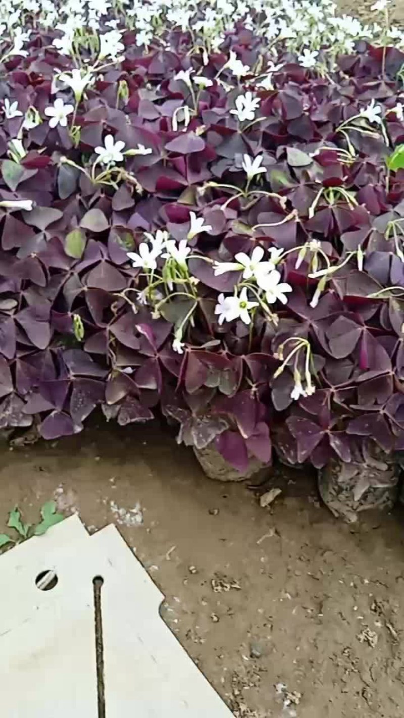 紫叶炸浆草裸根杯苗均有，易成活，无病虫害