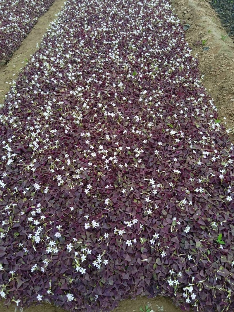 紫叶炸浆草裸根杯苗均有，易成活，无病虫害