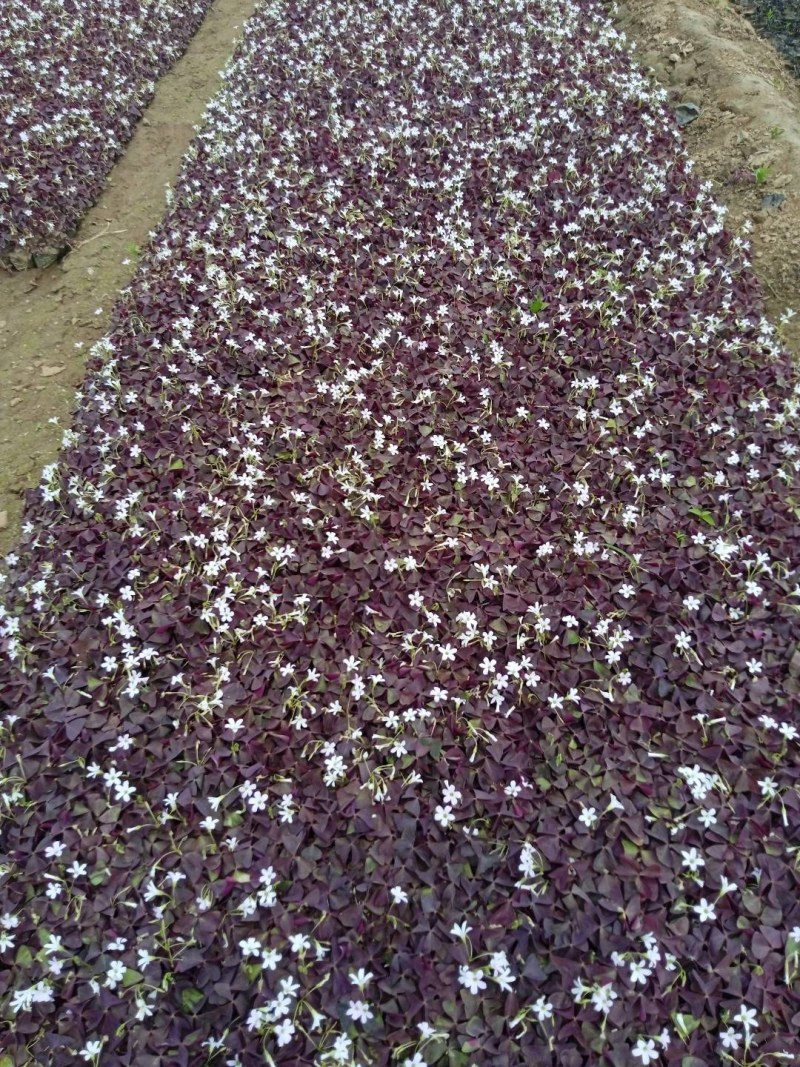 紫叶炸浆草裸根杯苗均有，易成活，无病虫害