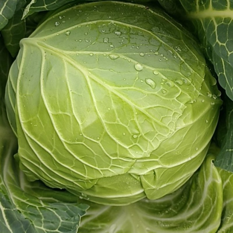精品甘蓝圆包菜甘蓝黄金甲楚禾产地直发欢迎