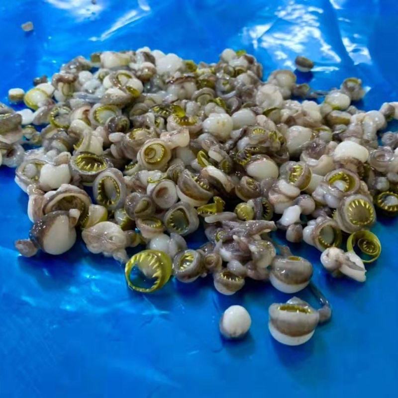 秘鲁鱿鱼吸盘