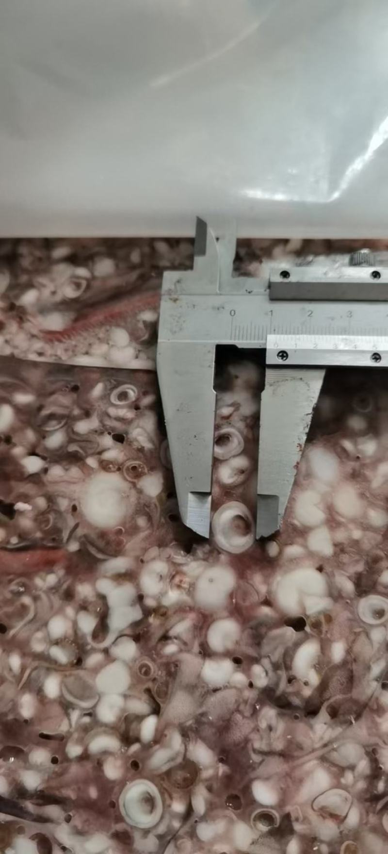 秘鲁鱿鱼吸盘