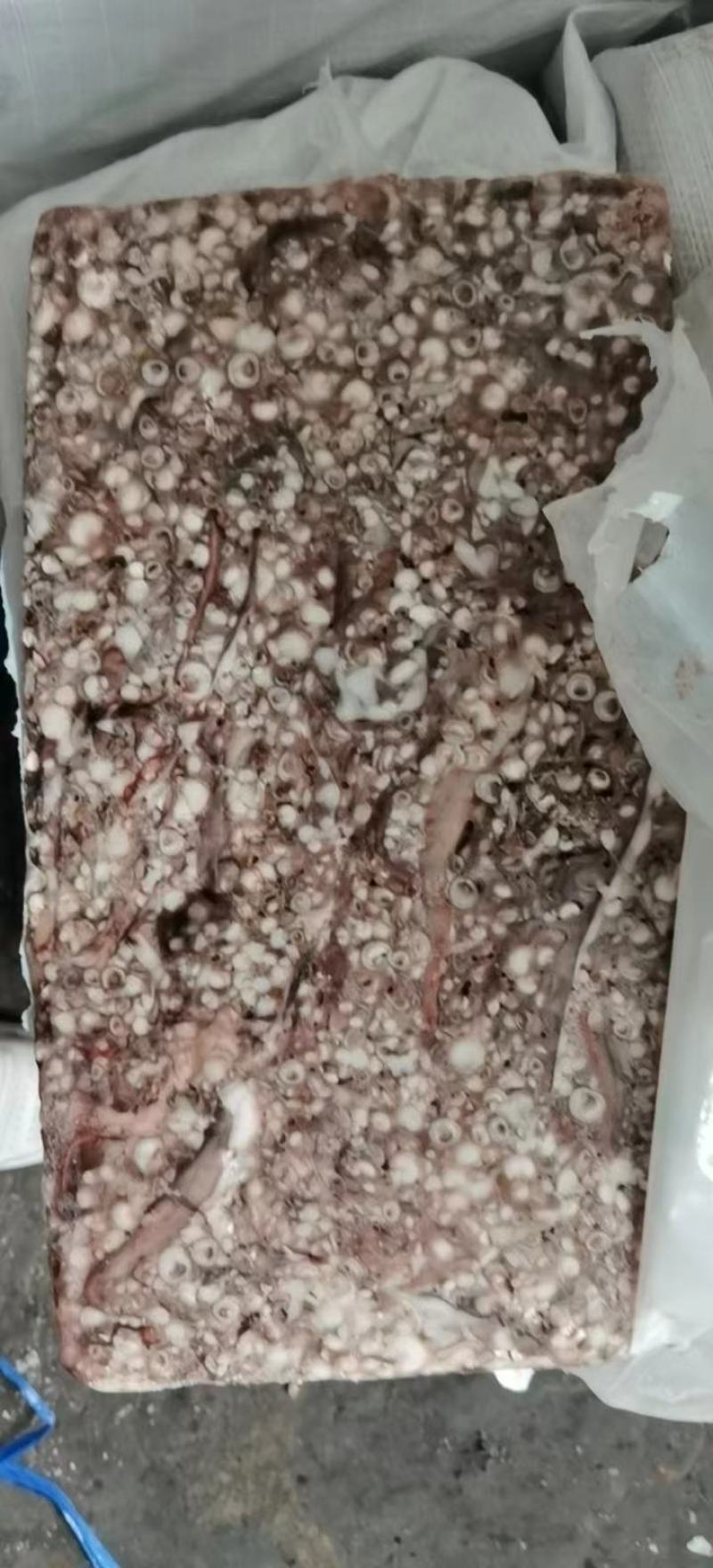 秘鲁鱿鱼吸盘