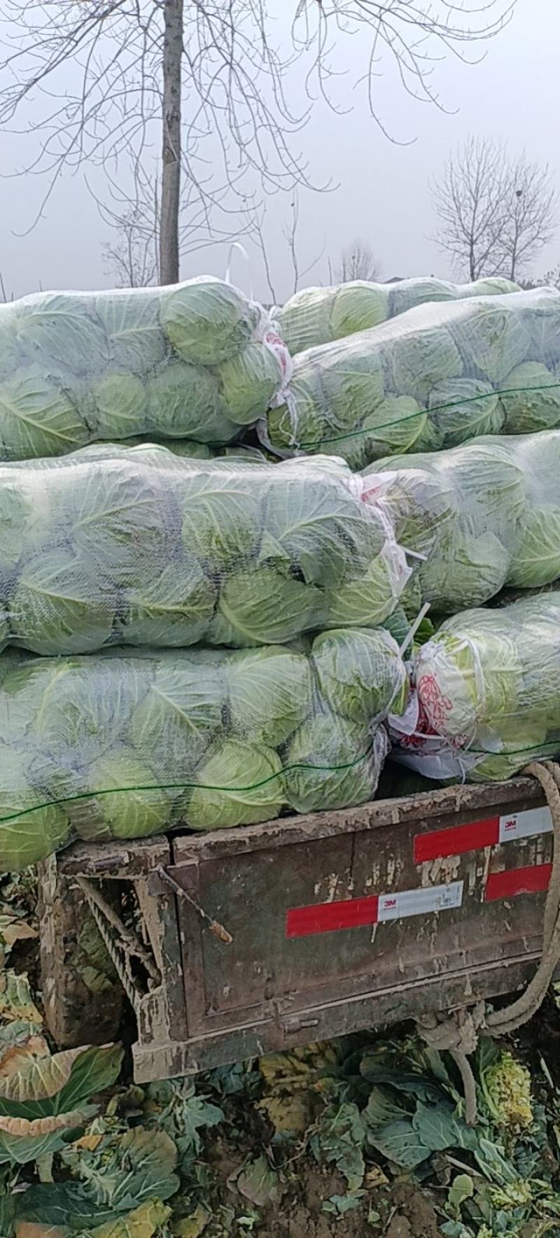 精品甘蓝圆包菜甘蓝黄金甲楚禾产地直发欢迎