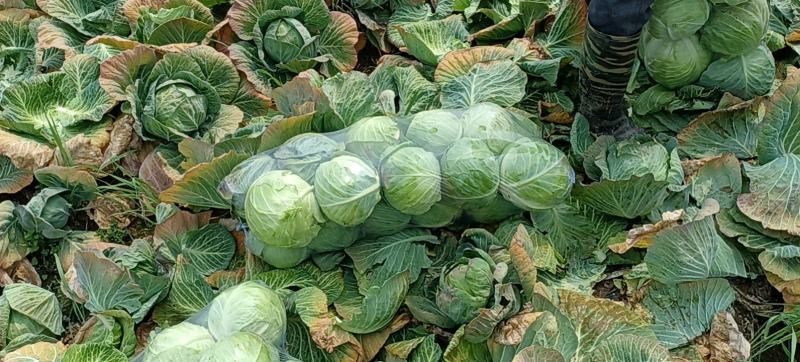 精品甘蓝圆包菜甘蓝黄金甲楚禾产地直发欢迎