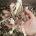 批发.鹿茸菇500克干货菇菌类煮汤鹿茸菇干货食用菌