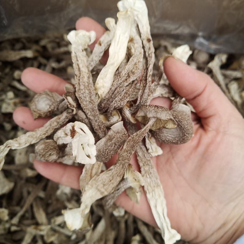 批发.鹿茸菇500克干货菇菌类煮汤鹿茸菇干货食用菌